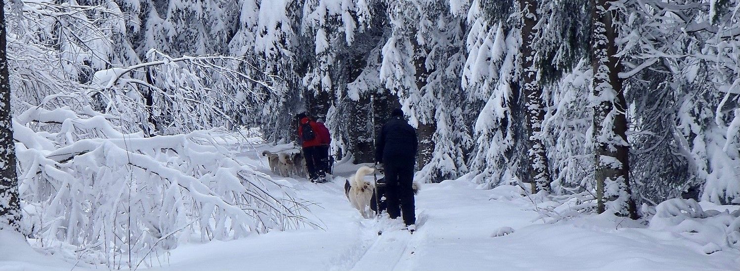 Chien de traineau